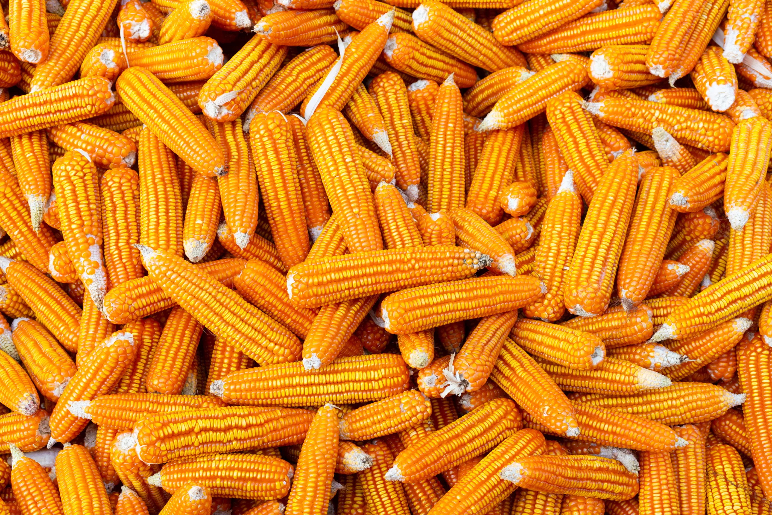 dried corn background scaled 1