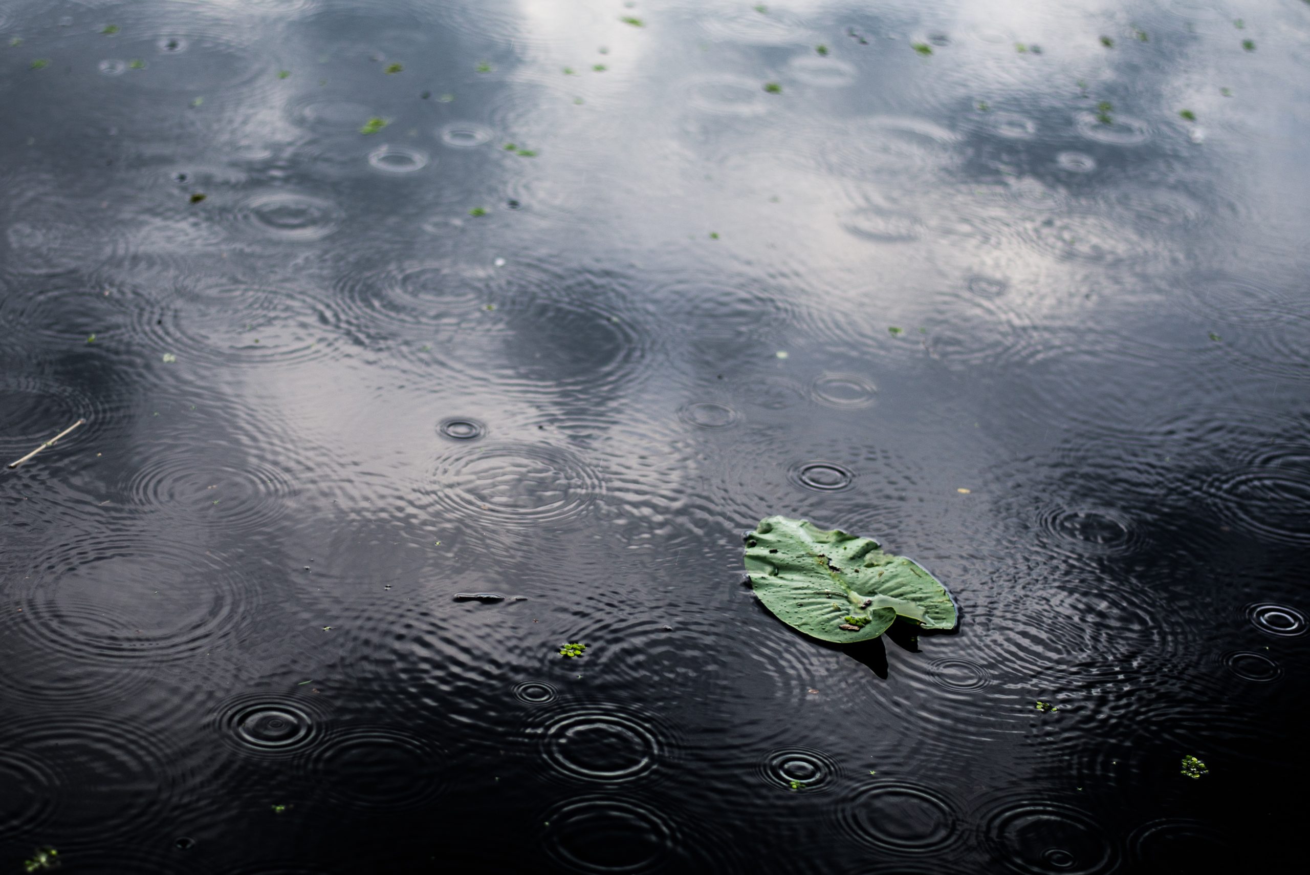 high angle closeup shot isolated green leaf puddle rainy day scaled