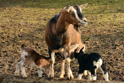goats1 1