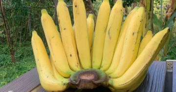 กล้วยหอมทอง3