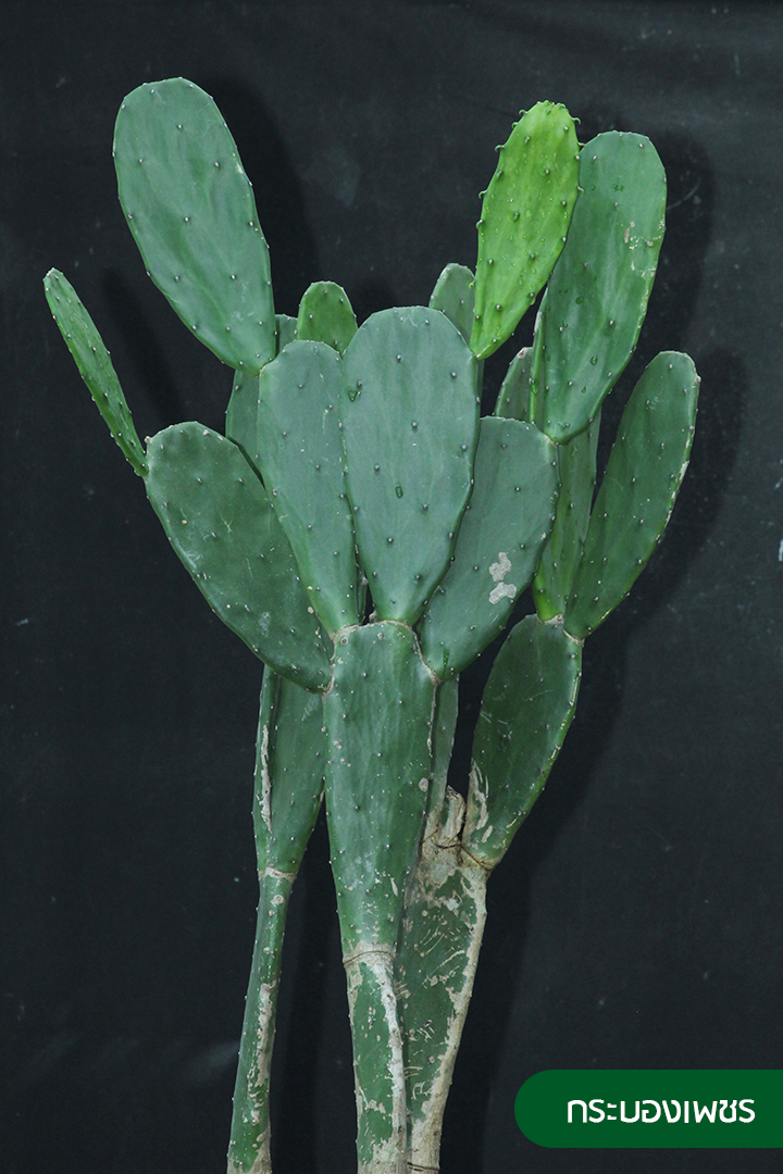 กระบองเพชร Opuntia sp