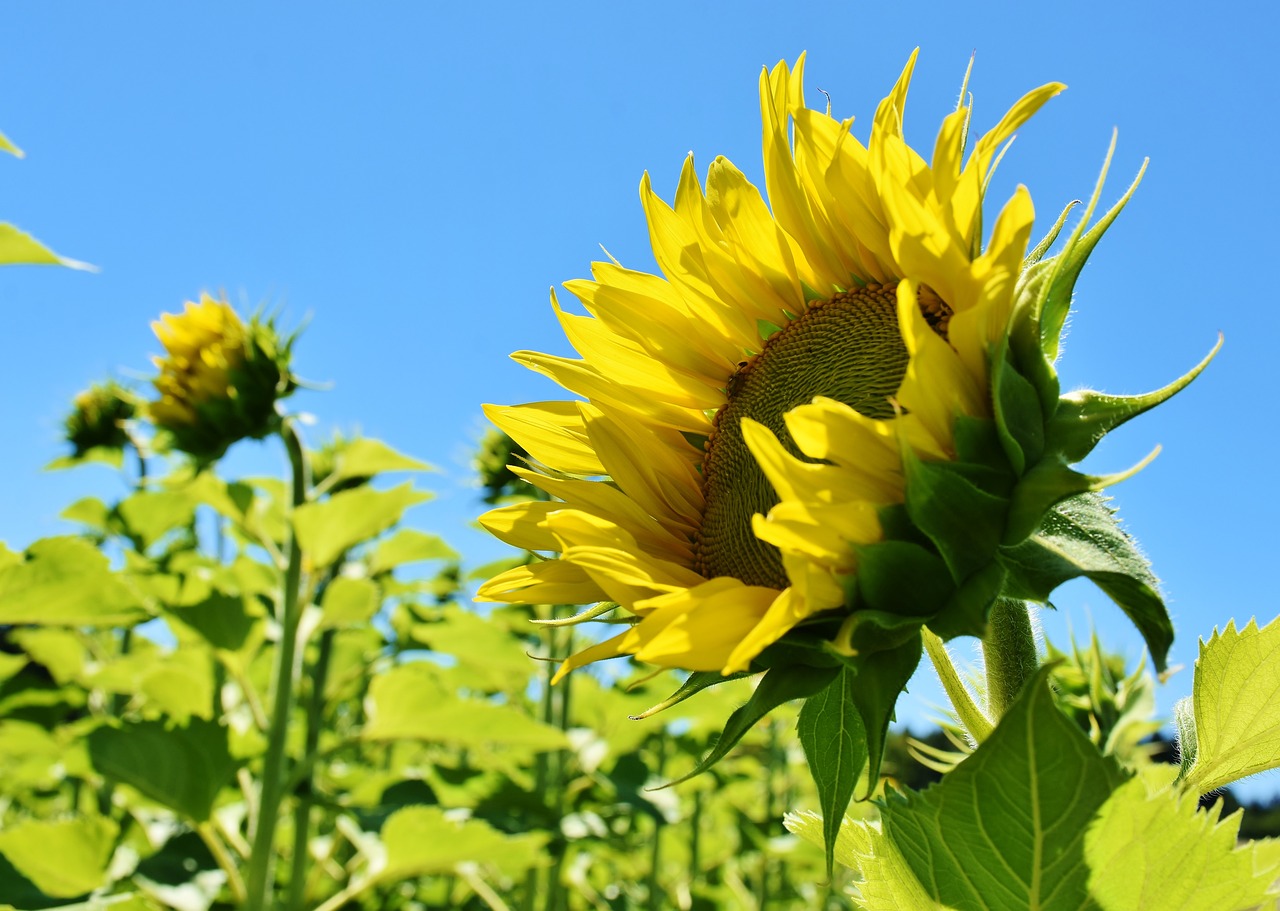 sunflower 3514915 1280