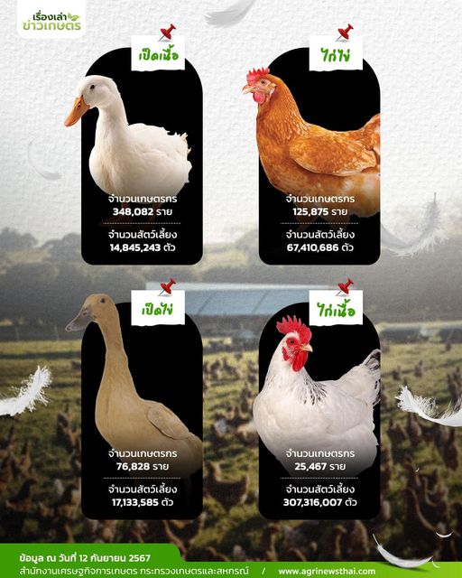 สัตว์ปีกเศรษฐกิจ เรียงลำดับตามจำนวนเกษตรกรเลี้ยง 17 463052273 1313365953317117 1900658796187720431 n