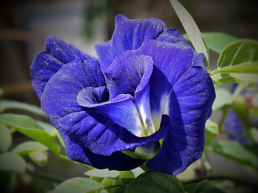 butterfly blue pea flower